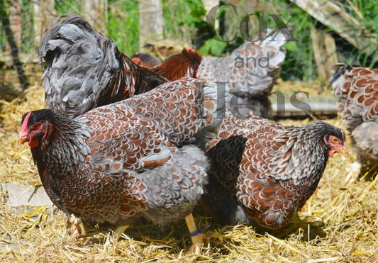 Blue Laced Red Wyandottes 12 Hatching Eggs