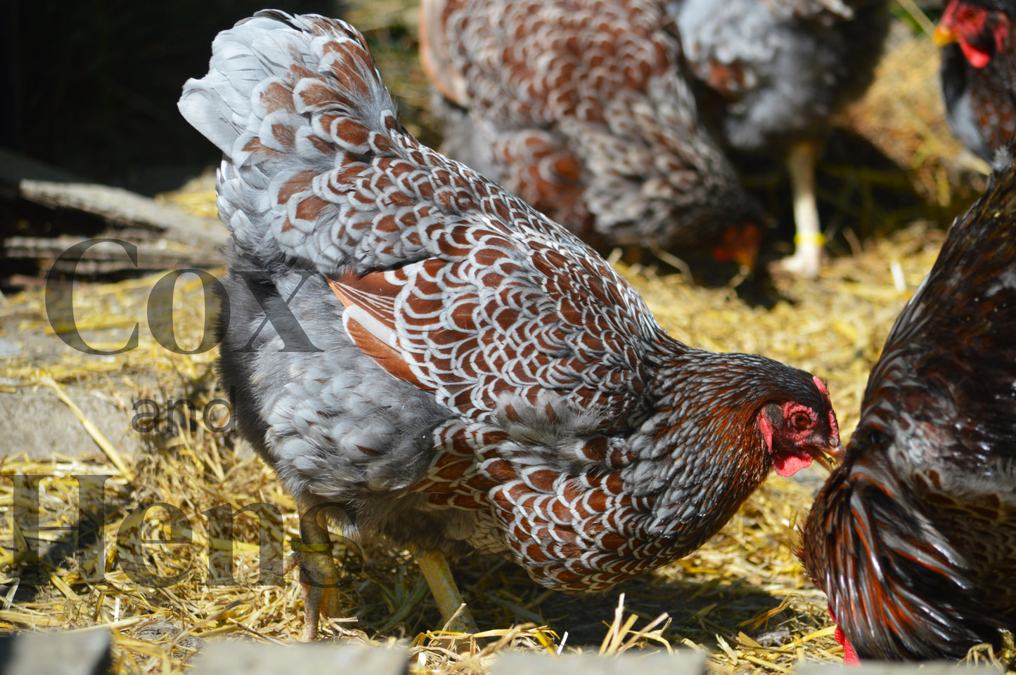 Blue Laced Red Wyandottes 6 Hatching Eggs