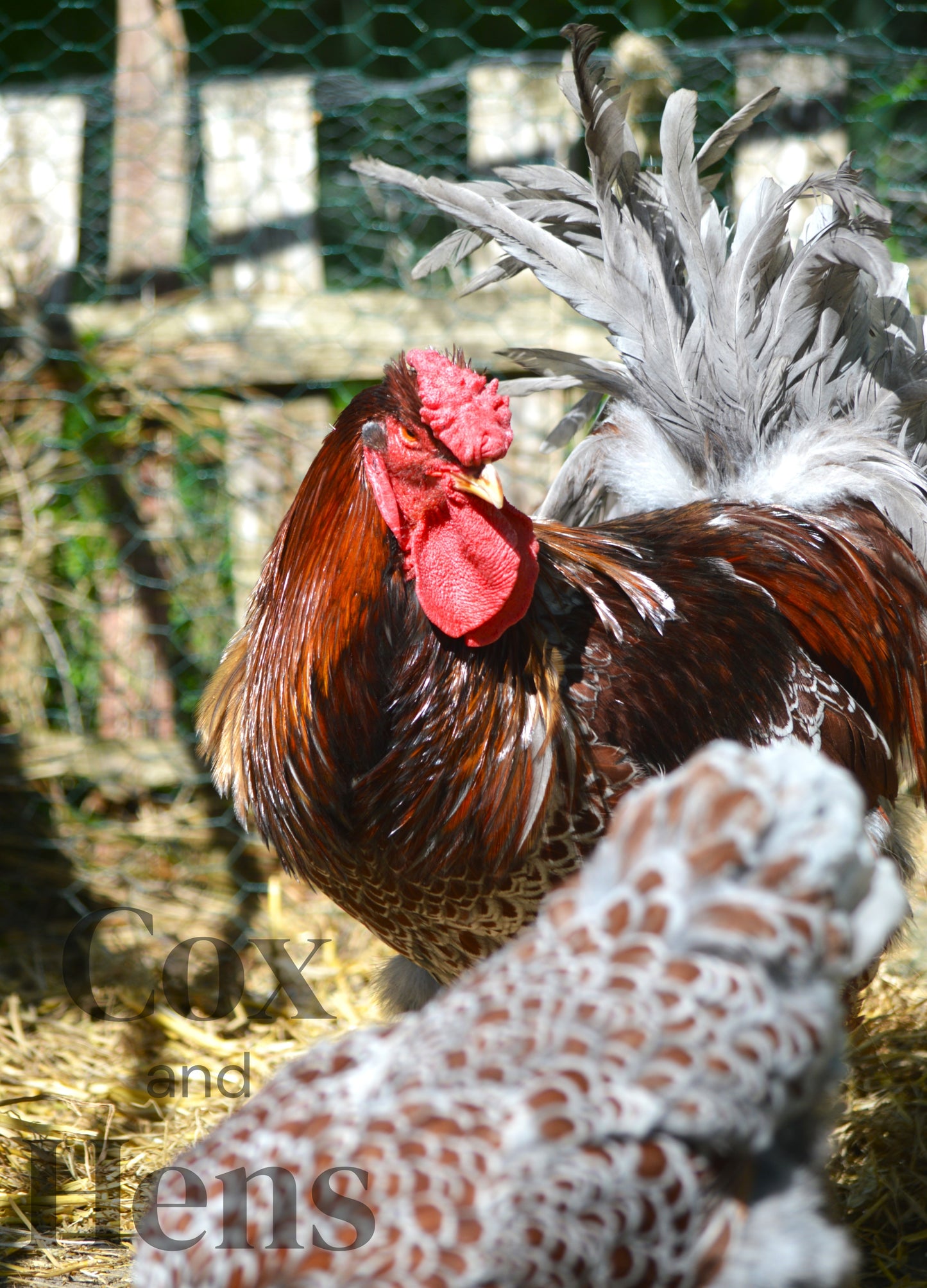 Blue Laced Red Wyandottes 6 Hatching Eggs