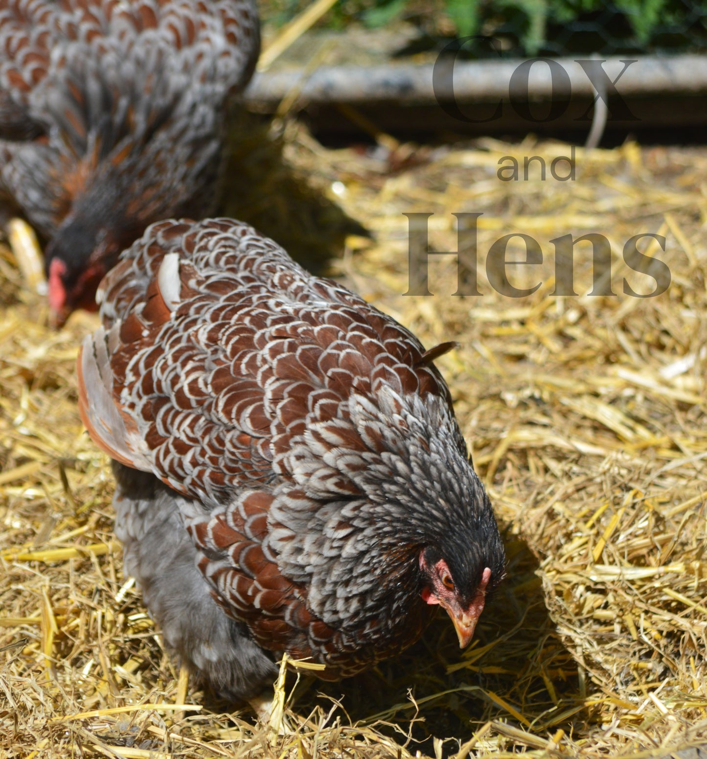 Blue Laced Red Wyandottes 6 Hatching Eggs