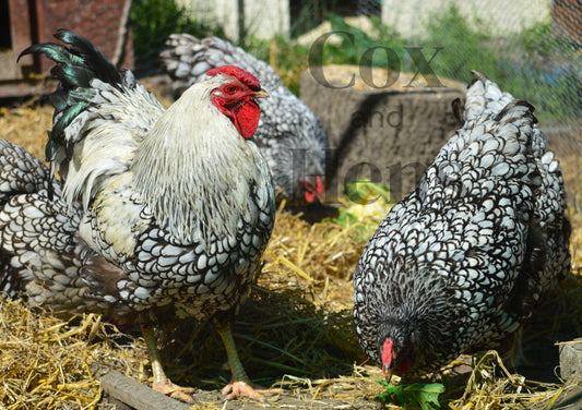 Silver Laced Wyandotte 12 Hatching Eggs