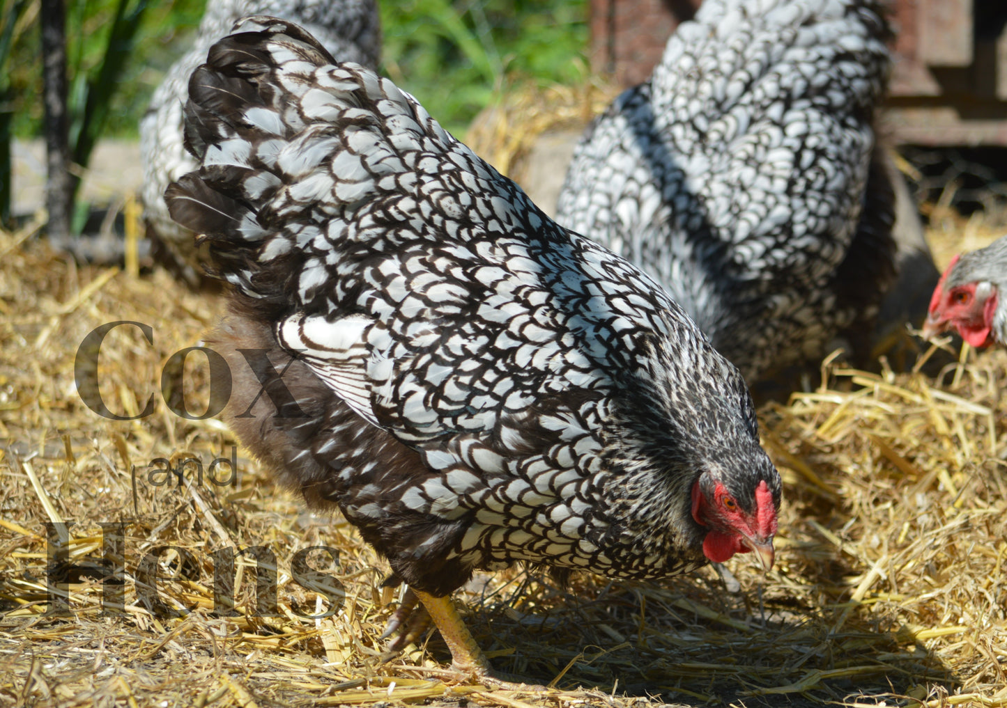 Silver Laced Wyandotte 12 Hatching Eggs