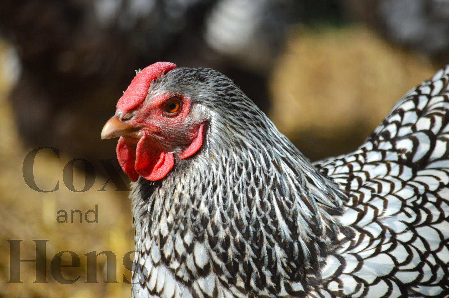 Mixed Laced Breeds 6 Hatching Eggs