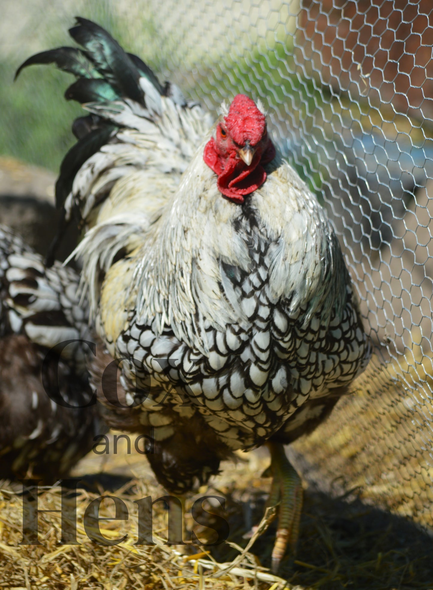 Mixed Laced Breeds 6 Hatching Eggs