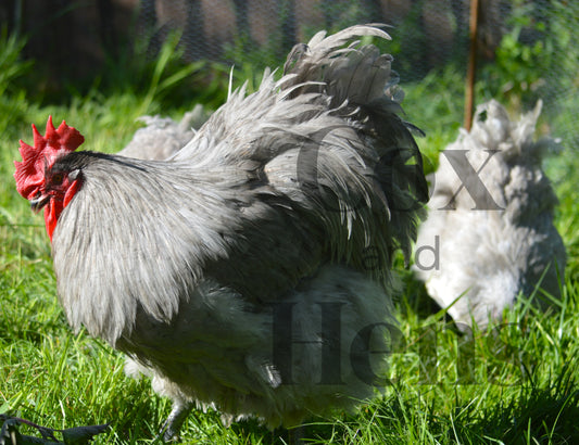 Lavender Orpingtons 6 Hatching Eggs