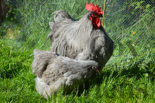 Lavender Orpingtons 12 Hatching Eggs
