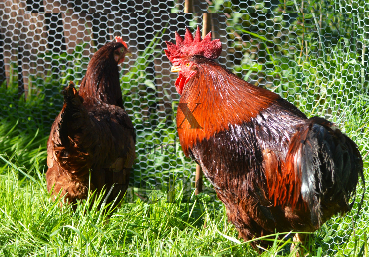 Rhode Island Red 12 Hatching Eggs