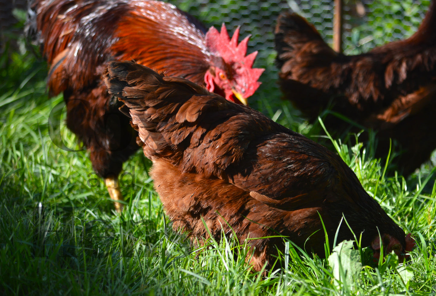 Rhode Island Red 12 Hatching Eggs