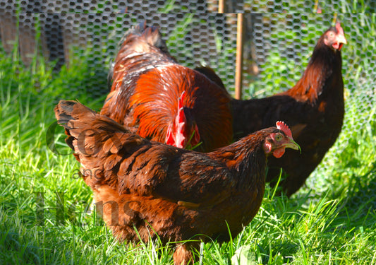 Rhode Island Red 12 Hatching Eggs