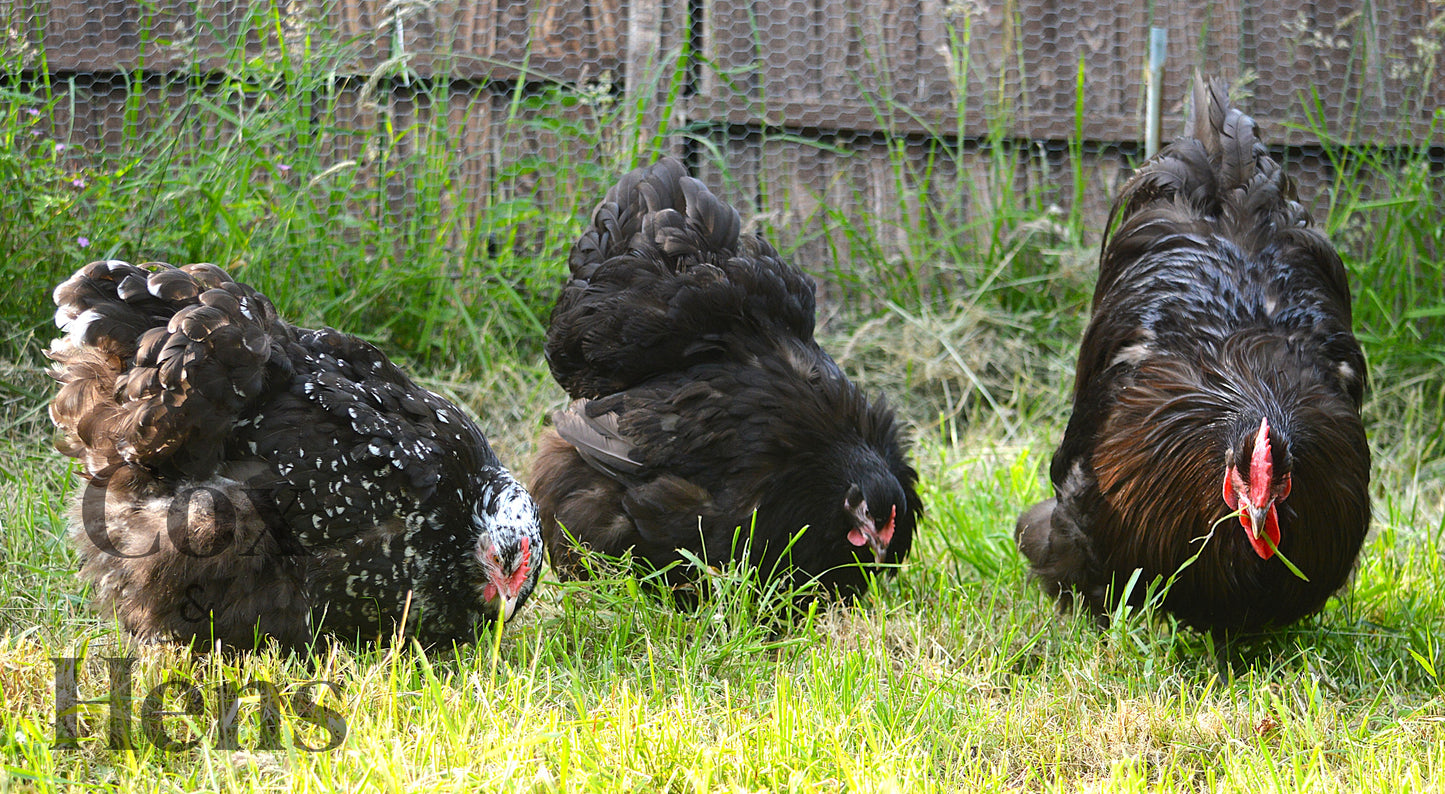 Chocolate And Chocolate Mottled Orpington 12 Hatching Eggs