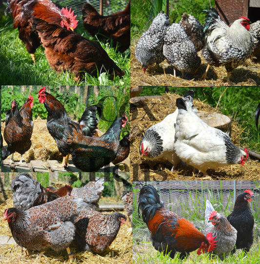 Lucky Dip of 12 Large Fowl Hatching Eggs