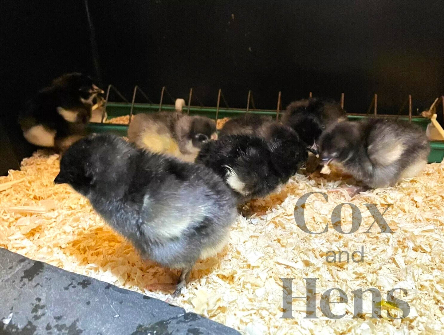 Black and Blue Mixed French Copper Maran 6 Hatching Eggs